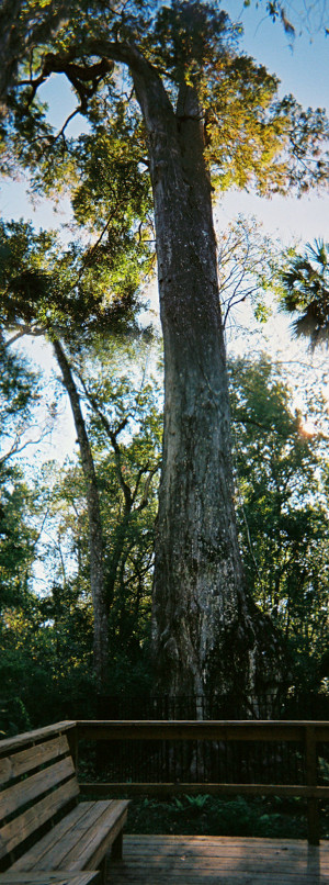 [Two photos stitched together vertically showing mainly the bottom part of the tree. A boardwalk with benches are in front of the tree.]